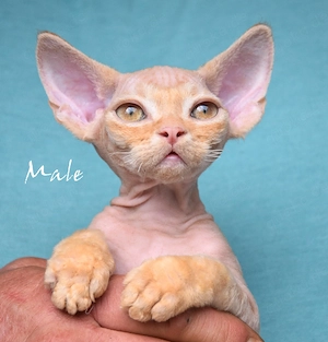 Wunderschöne  Devon Rex Kitten ( weiblich und männlich) 