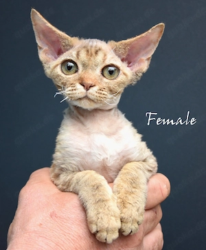 Wunderschöne  Devon Rex Kitten ( weiblich und männlich) 
