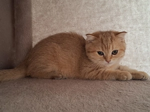 Goldene shaded Katzenbaby 