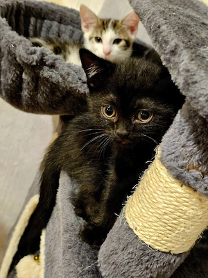 Ein süßes "schwarzes" Kitten(w) abzugeben! 