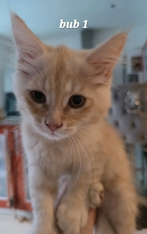 Maine Coons suchen Zuhause 