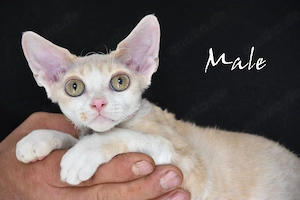 Devon Rex Kitten, nachweislich gesund, reinrassig, in Deutschland geboren .