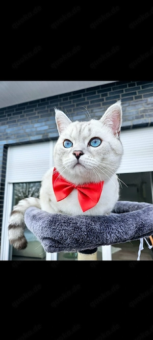 Blauaugig Deckkater  BKH
