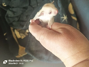 Cremino Nachwuchs Sugar Glider 