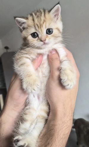 GoldenTabby Junge BKH  Kitten