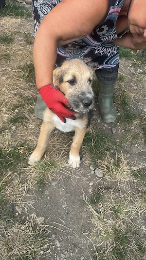 Dana, kleines Hundekind sucht Körbchen