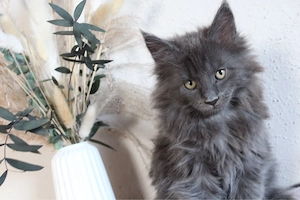 Maine Coon Kitte sucht noch ihr Zuhause 