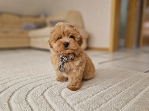 Maltipoo-Welpen Baby-Faces mit viel Charme 