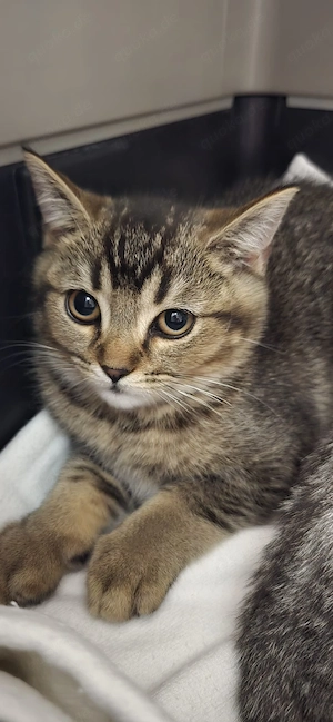Süße BKH Kitten  Bild 10