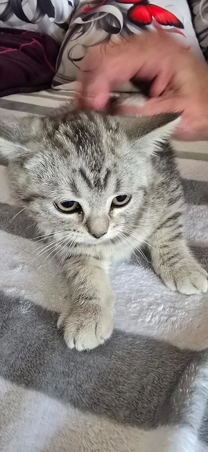 Süße BKH Kitten  Bild 9