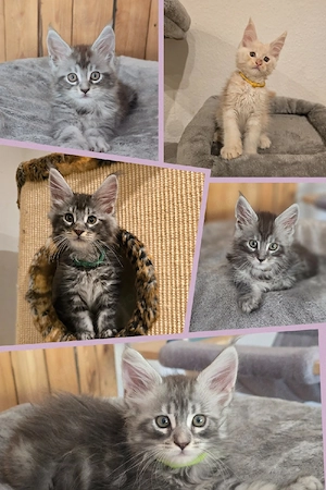 Reinrassige Maine Coon Kitten 