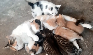 Maine-Coon-Mix-Kitten *02.07.'26 suchen ab Anfang Oktober neue Körbchen