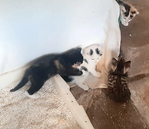 Junge Maine-Coon-Mix-Kitten suchen ab Mitte Oktober neue Körbchen