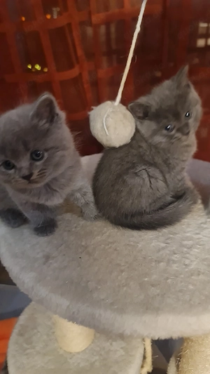 Süße BKH Kitten  Bild 5