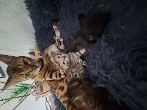 BengalMixe suchen liebevolles zuhause 