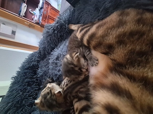 BengalMixe suchen liebevolles zuhause  Bild 4