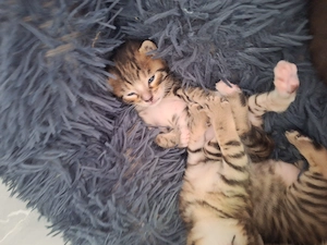BengalMixe suchen liebevolles zuhause  Bild 2
