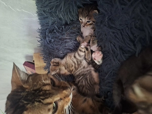BengalMixe suchen liebevolles zuhause  Bild 3