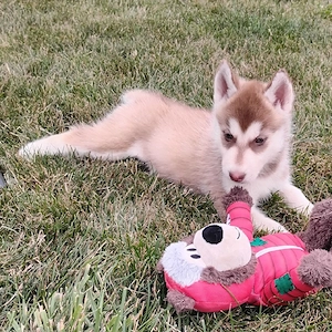 Zwei wunderschöne Husky-Welpen suchen ein liebevolles Zuhause