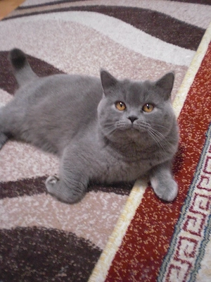 Sofort abholbereit! Reinrassige 2 BKH Kater, beide männlich, 7 Monate alt 