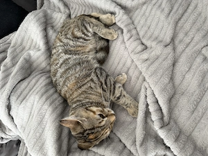 2 Babykitten 4 Monate alt  Bild 2