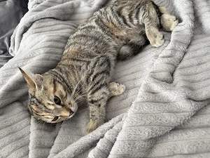 2 Babykitten 4 Monate alt  Bild 4