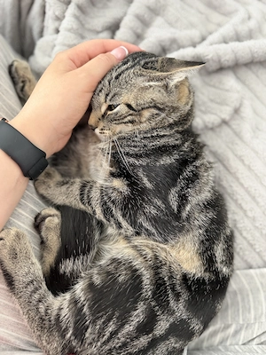 2 Babykitten 4 Monate alt  Bild 3