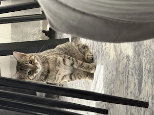 2 Babykitten 4 Monate alt  Bild 6