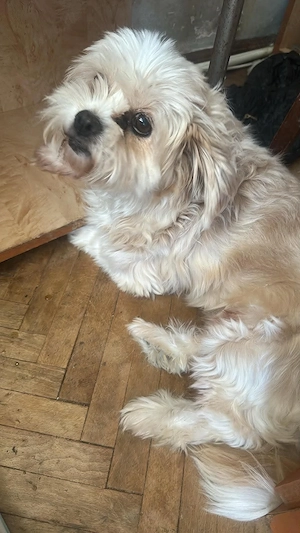Mindy   ein kleines Herz sucht ein liebevolles Zuhause