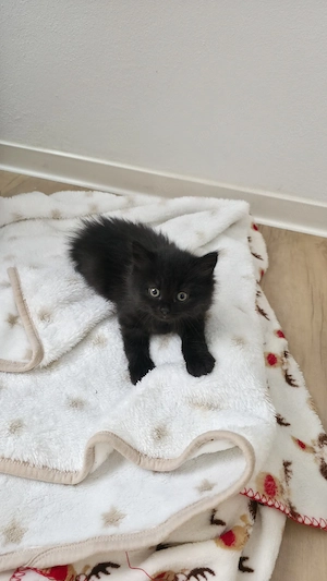 Katzen Babys 