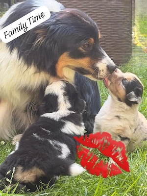 Miniatur Australian Shepherd Welpen suchen ihren Lieblinsmensch