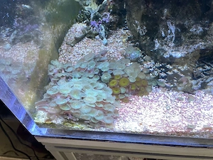 Meerwasser Aquarium Anemonen , corallen und lebendes gestein 