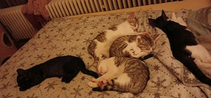 4 süße Kätzchen (12 wochen) suchen ihr Zuhause und Dosenöffner 