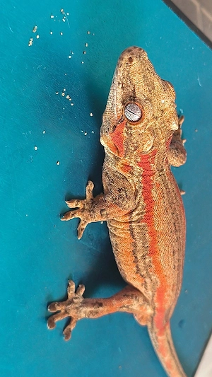 Gargoyle Gecko   Höckerkopfgecko   Rhacodactylus 