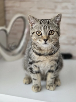 BKH Kitten Kätzchen Babykatze Männchen black golden tabby