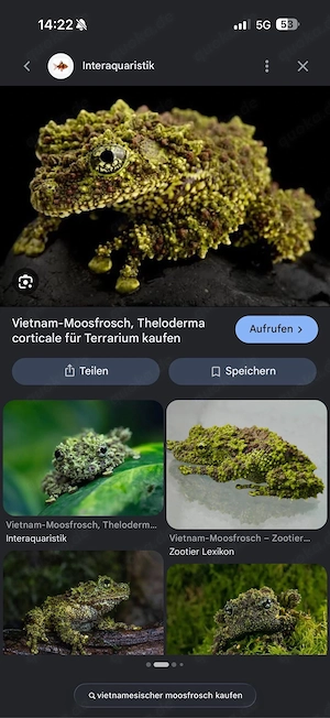 suche Theloderma corticale Vietnamesischer Moosfrosch