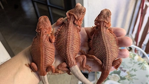 Rote Bartagamen Pogona Vitticeps Nachzuchten 2026 zur Abgabe 