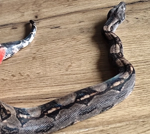 Boa constrictor imperator 