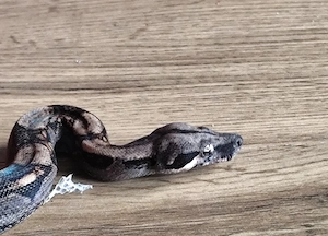 Letzte Boa constrictor imperator Nachzucht 