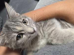 Maine Coon Mix Babykätzchen suchen ein neues Zuhause 