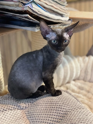 devon rex schwarze  kater , Staumbaum FIFE  