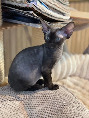 devon rex schwarze  kater , Staumbaum FIFE  