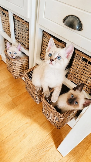 Siam blue point Mischling 