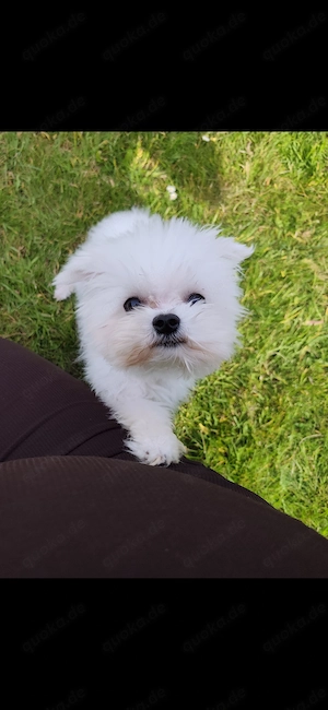 Unser Mini  1,8 kg koreanischer Malteser sicht sein Zu Hause für immer ! 