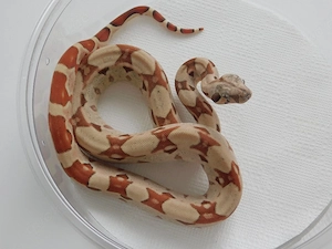 Boa imperator Jungtiere abzugeben! Kaiserboa Männchen und Weibchen!