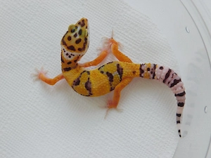 0.2 InfernoXBold Leopardgecko Weibchen | Eublepharis macularius Jungtier