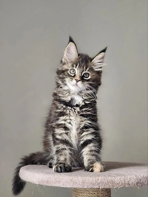 Kostenlos abzugeben   junge Maine-Coon-Katze (weiblich)