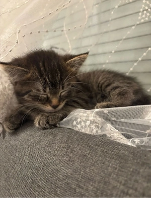 Weibliche & Männliche Baby Kitten zur Verkaufen 5-6 Monate alt