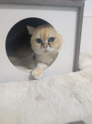 BKH Kater Golden mit Stambaum 
