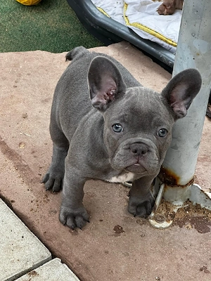 Französische Bulldogg Welpen mit längerer Nase, Rute und Ahnentafel